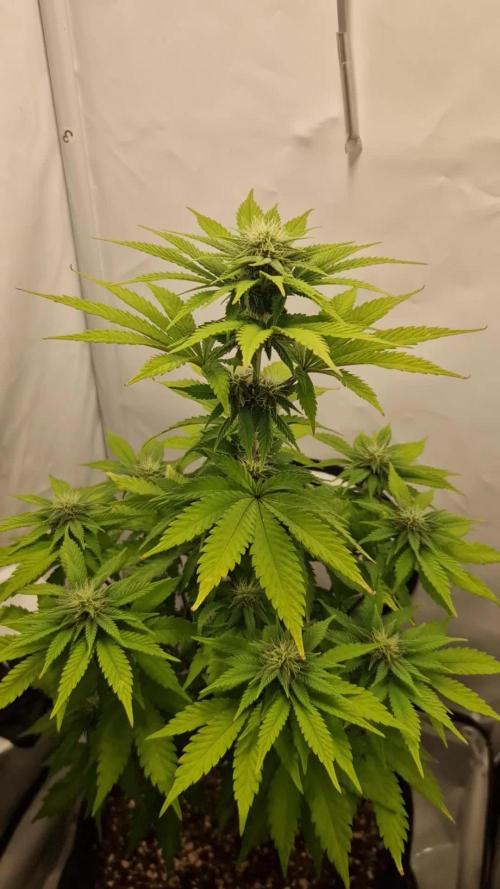 Original Sour Diesel