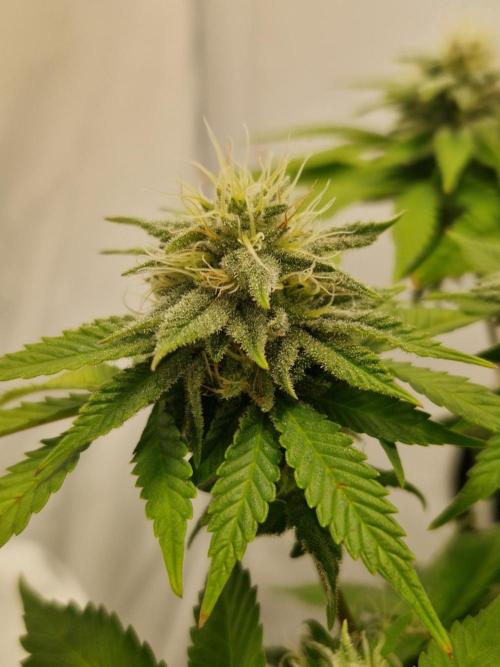 Original Sour Diesel. Week 10 - 06.05.2026, Flowering Day 38