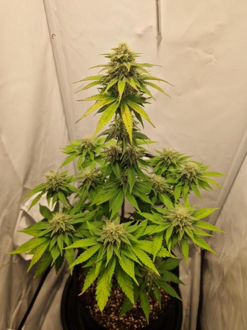 Original Sour Diesel. Week 10 - 06.05.2026, Flowering Day 38