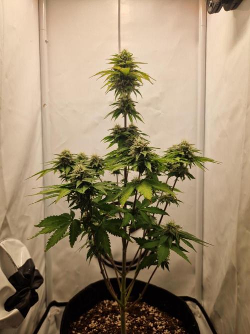 Original Sour Diesel. Week 10 - 06.05.2026, Flowering Day 38