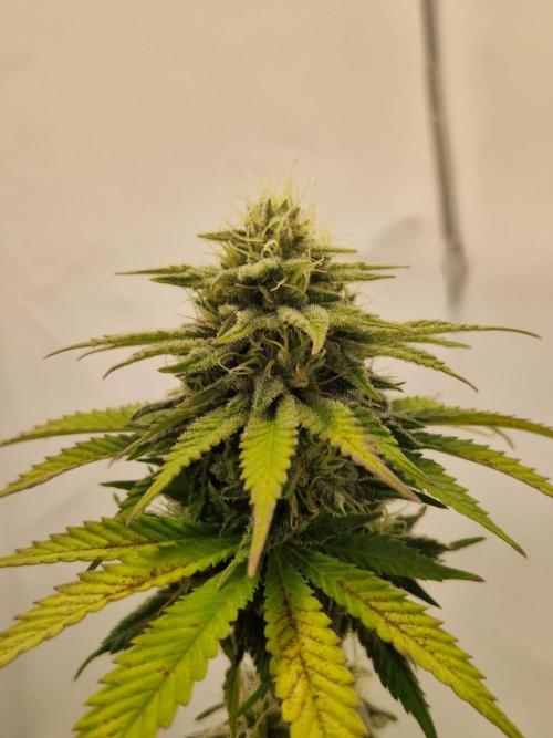 Original Sour Diesel. Week 10 - 06.05.2026, Flowering Day 38