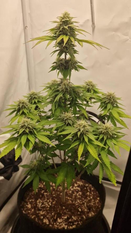 Original Sour Diesel