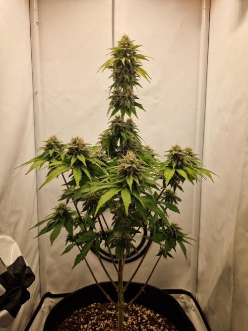 Original Sour Diesel. Week 11 - 14.05.2026, Flowering Day 45