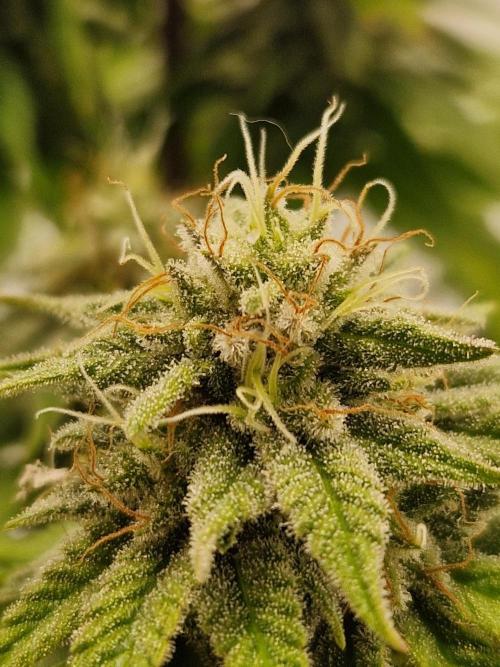 Original Sour Diesel. Week 11 - 14.05.2026, Flowering Day 45
