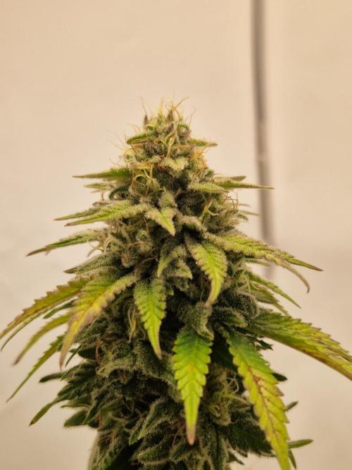 Original Sour Diesel. Week 11 - 14.05.2026, Flowering Day 45