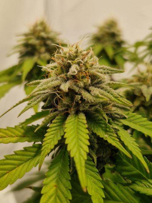 Original Sour Diesel. Week 11