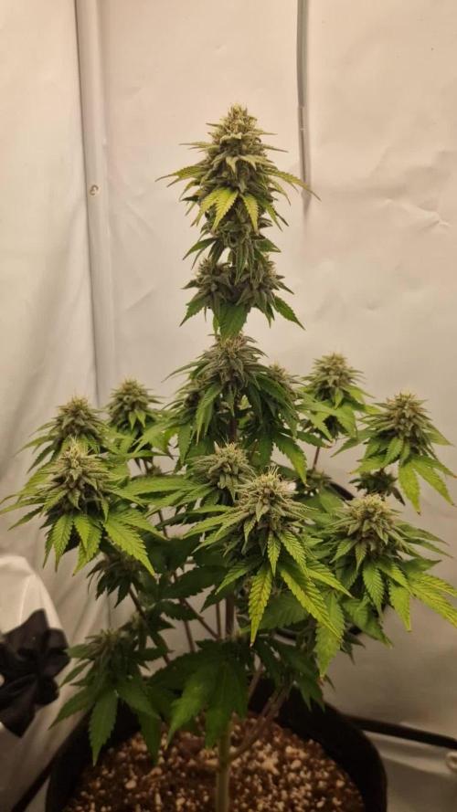 Original Sour Diesel