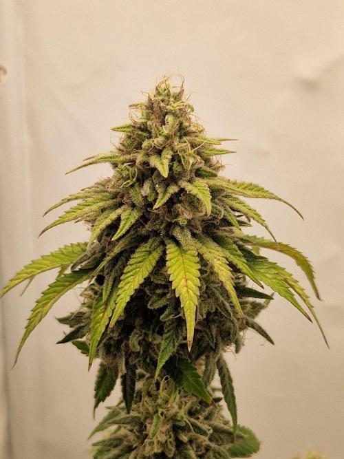 Original Sour Diesel. Week 12 - 21.05.2026, Flowering Day 53