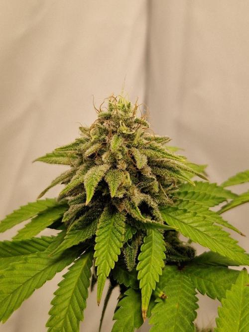 Original Sour Diesel. Week 12 - 21.05.2026, Flowering Day 53
