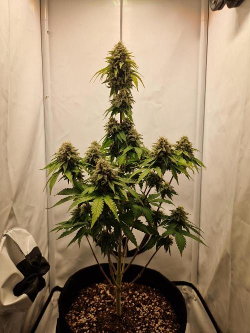 Original Sour Diesel. Week 12 - 21.05.2026, Flowering Day 53
