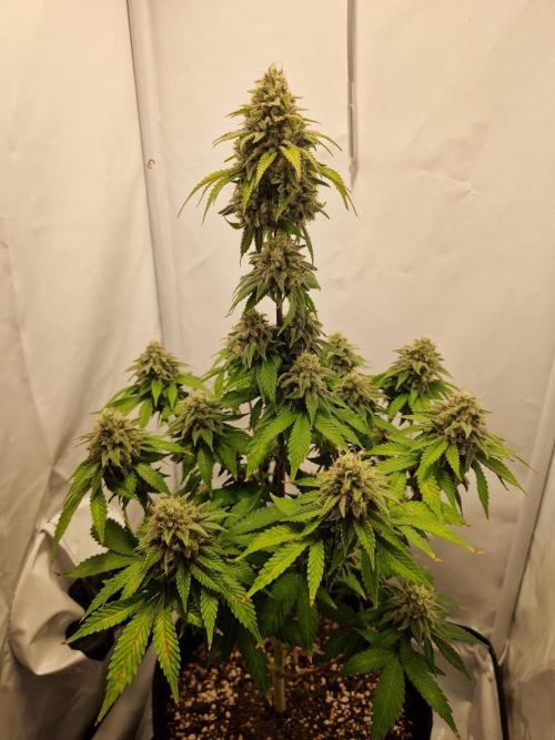 Original Sour Diesel. Week 12 - 21.05.2026, Flowering Day 53