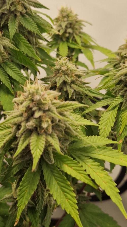 Original Sour Diesel