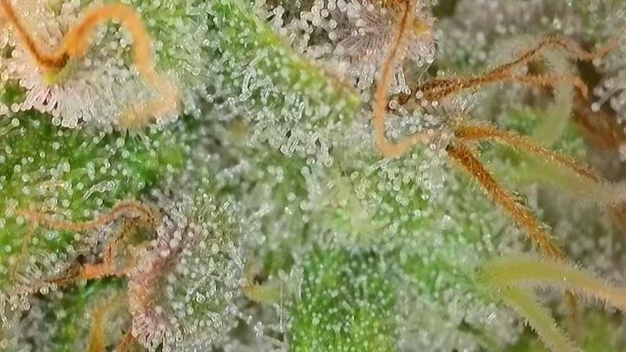 Original Sour Diesel. Week 12 - 18.05.2026, Flowering Day 50
