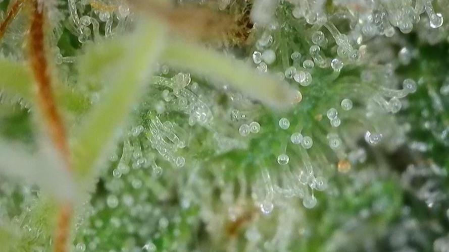 Original Sour Diesel. Week 12 - 18.05.2026, Flowering Day 50