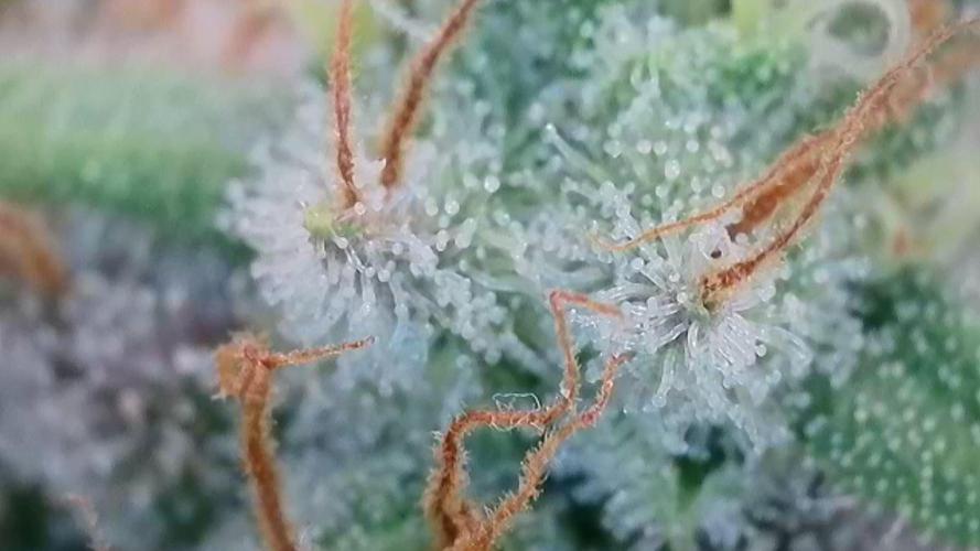 Original Sour Diesel. Week 13