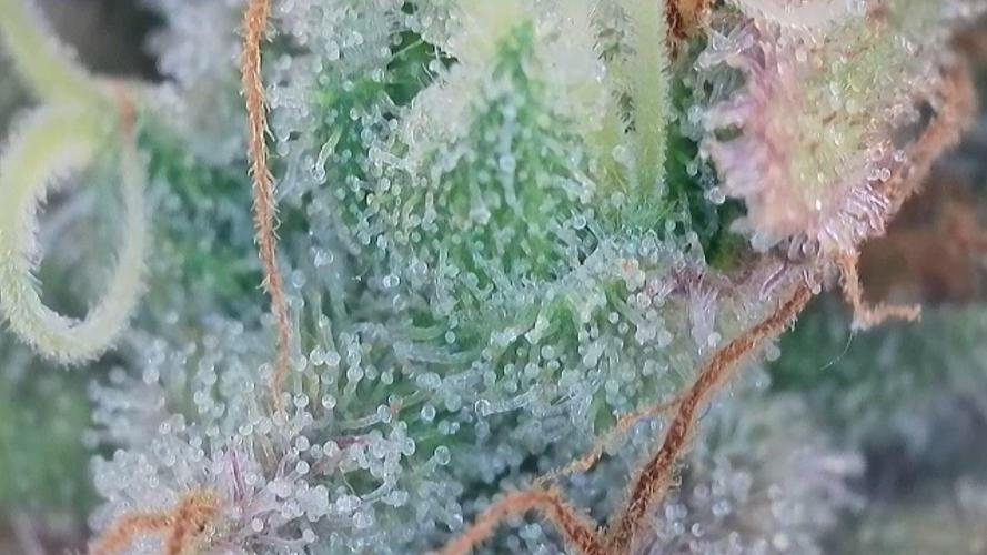Original Sour Diesel. Week 13