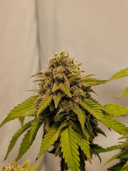 Original Sour Diesel. Week 13