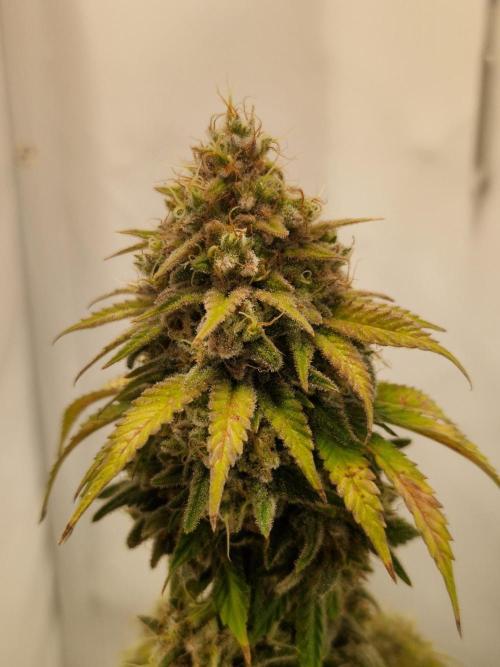 Original Sour Diesel. Week 13