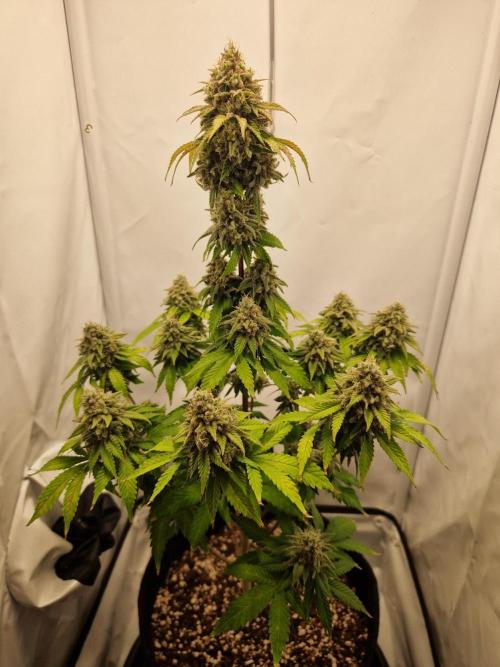 Original Sour Diesel. Week 13