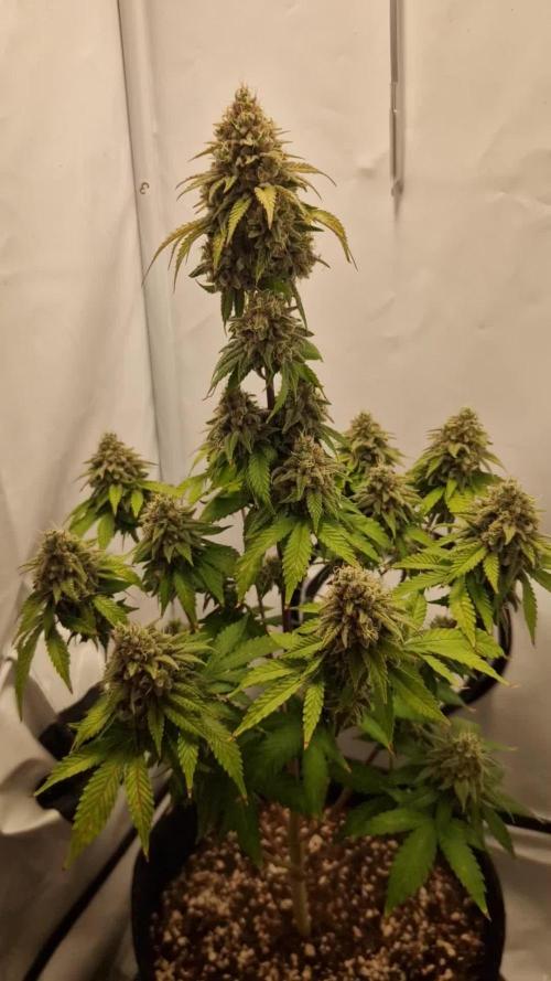Original Sour Diesel