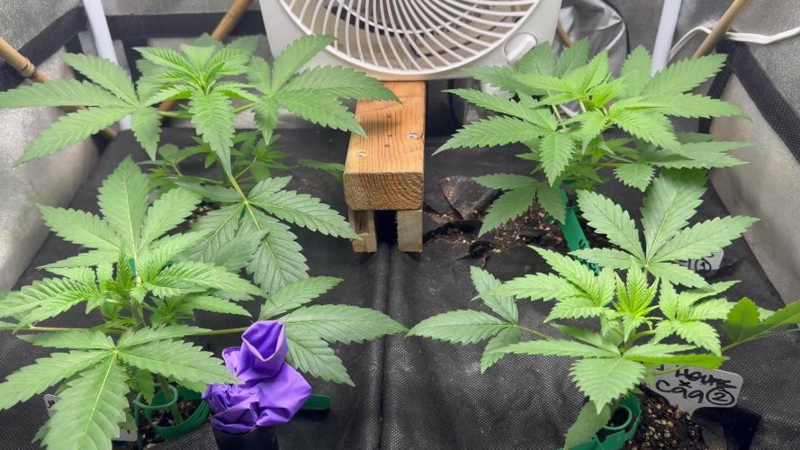 Testers from Brothers Grimm Seeds.