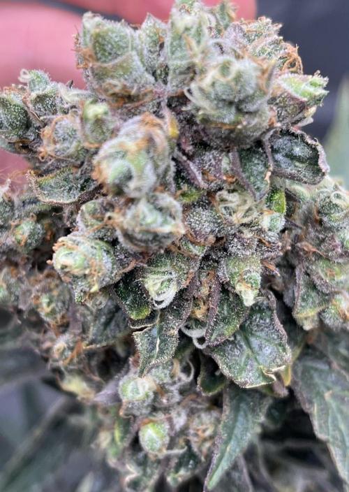 Gelato 44. Week 14 - 🤗