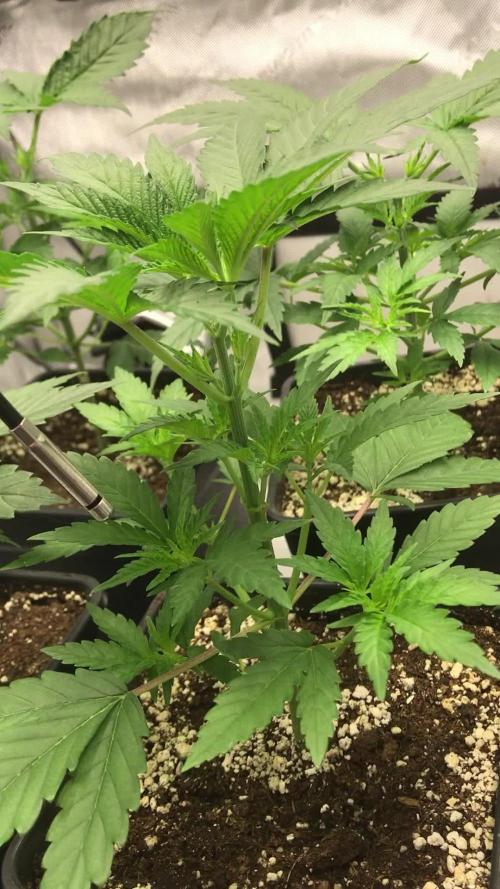Gaia Grow No 3