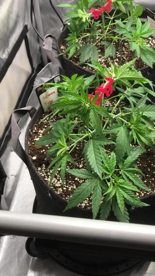 Gaia Grow No 3