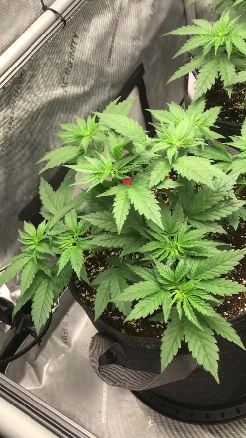 Gaia Grow No 3