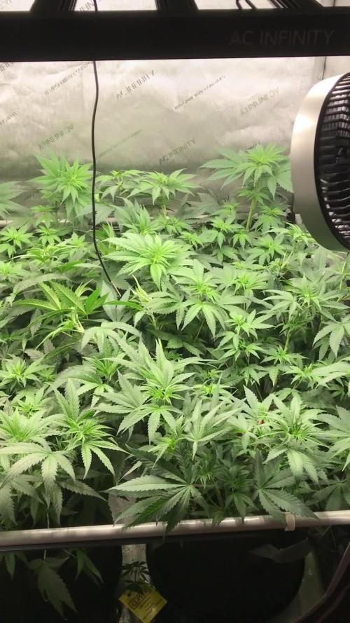 Gaia Grow No 3