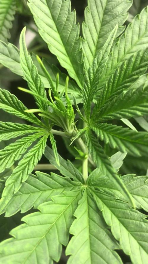 Gaia Grow No 3