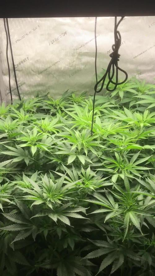 Gaia Grow No 3