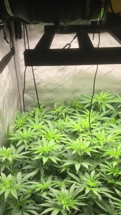 Gaia Grow No 3
