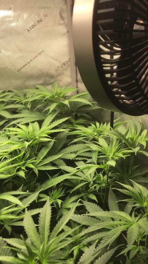 Gaia Grow No 3