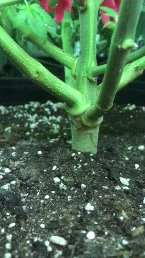 Gaia Grow No 3