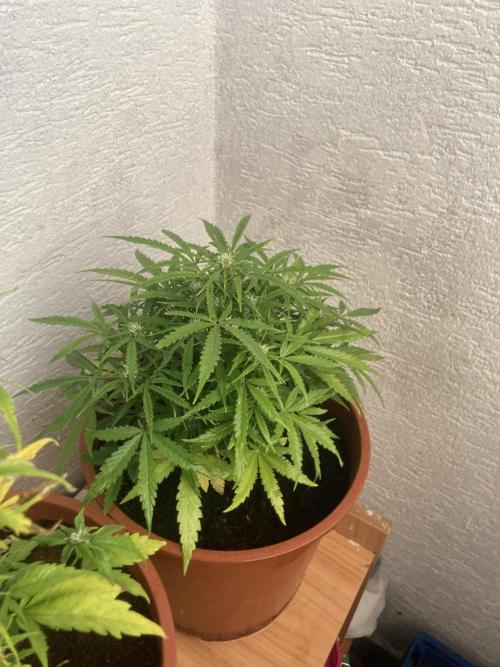 Intergalaktiko. Week 1