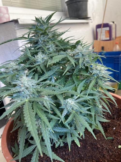 Intergalaktiko. Week 3