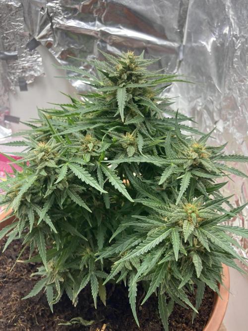 Intergalaktiko. Week 4