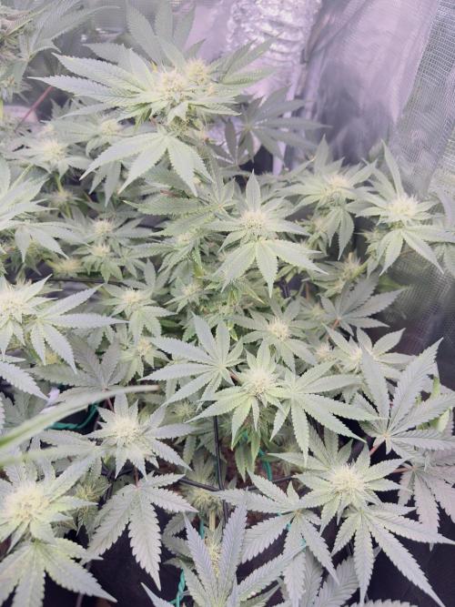 Tropicana cookies purple. Week 15