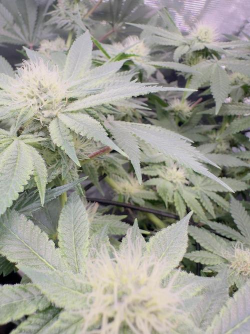 Tropicana cookies purple. Week 15