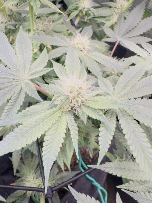 Tropicana cookies purple. Week 15