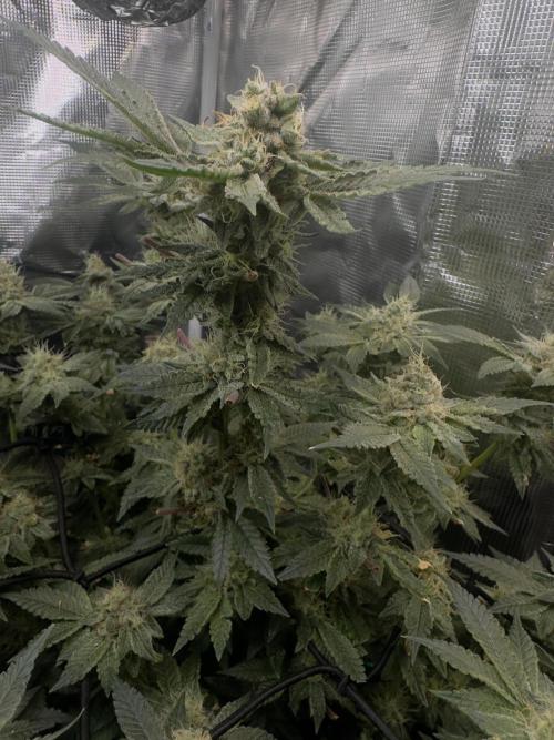 Tropicana cookies purple. Week 16