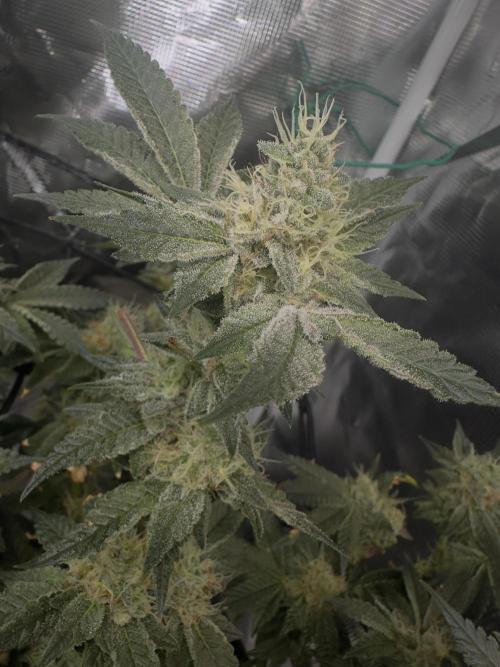 Tropicana cookies purple. Week 16
