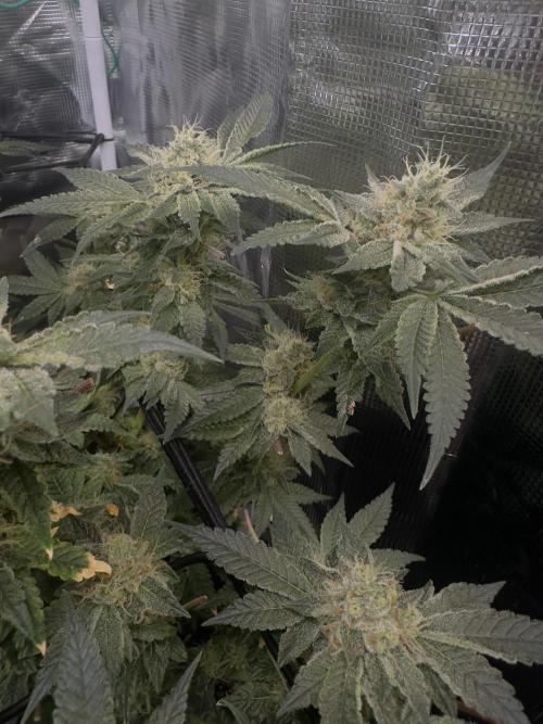 Tropicana cookies purple. Week 16