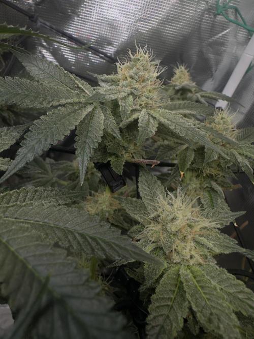 Tropicana cookies purple. Week 16