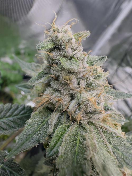 Tropicana cookies purple. Week 17