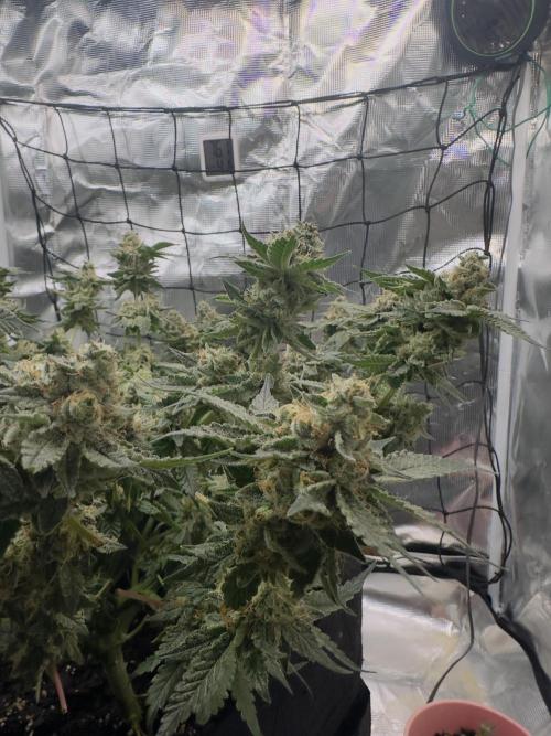 Tropicana cookies purple. Week 17