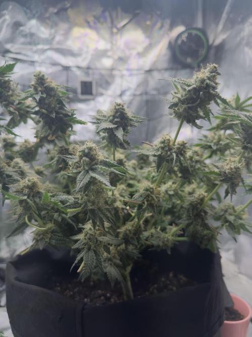 Tropicana cookies purple. Week 17