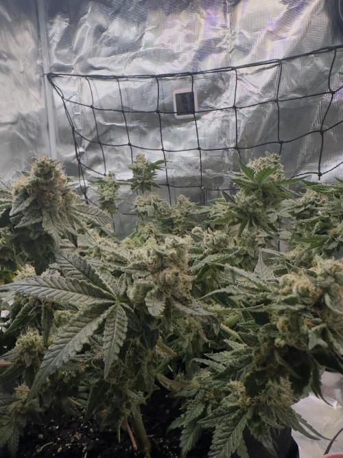 Tropicana cookies purple. Week 17