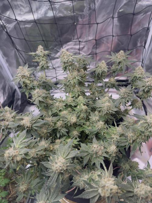 Tropicana cookies purple. Week 17